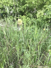 Sanguisorba minor