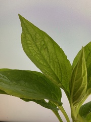 Hackelia virginiana