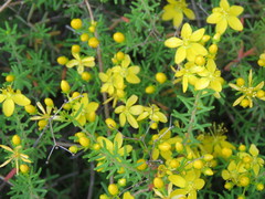 Hypericum empetrifolium