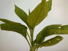 Hackelia virginiana
