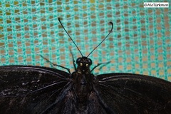 Papilio menatius morelius