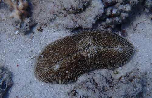 Ctenactis crassa observed 2024-06-01