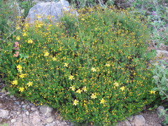 Hypericum empetrifolium