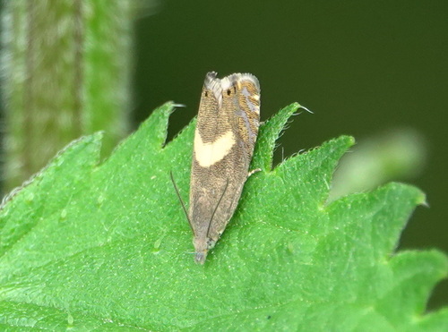 Common Drill, Sint-Oedenrode, Nederland, photo 5 of 10