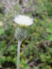 Tyrimnus leucographus