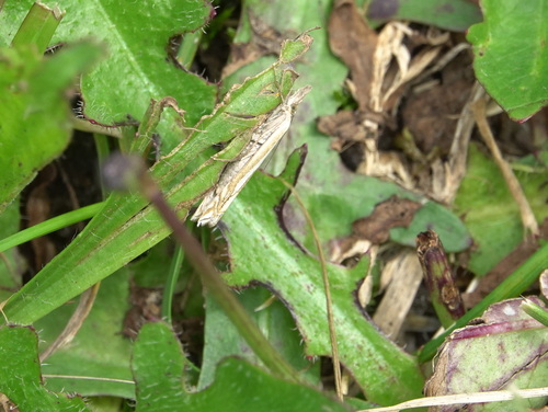 Scarce Grass-veneer, Sint-Oedenrode, Nederland, photo 6 of 10