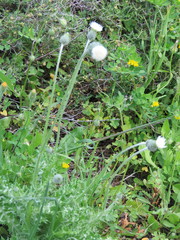 Tyrimnus leucographus