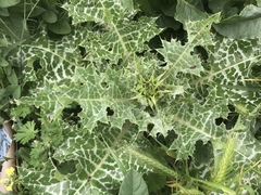 Silybum marianum