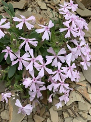 Silene caroliniana