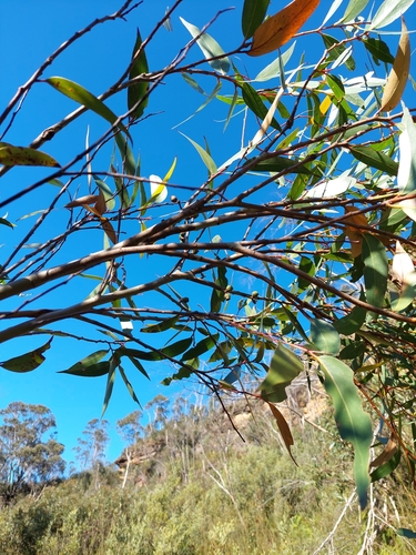 Eucalyptus dendromorpha, 2024-05-28