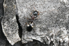 Dolichoderus quadripunctatus