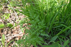 Perideridia americana