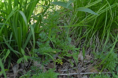 Perideridia americana