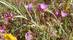 Clarkia cylindrica