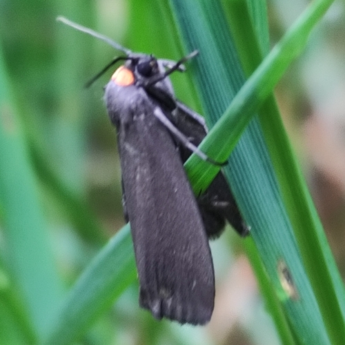 Red-necked Footman, Soest, NL-UT, NL, photo 10 of 10