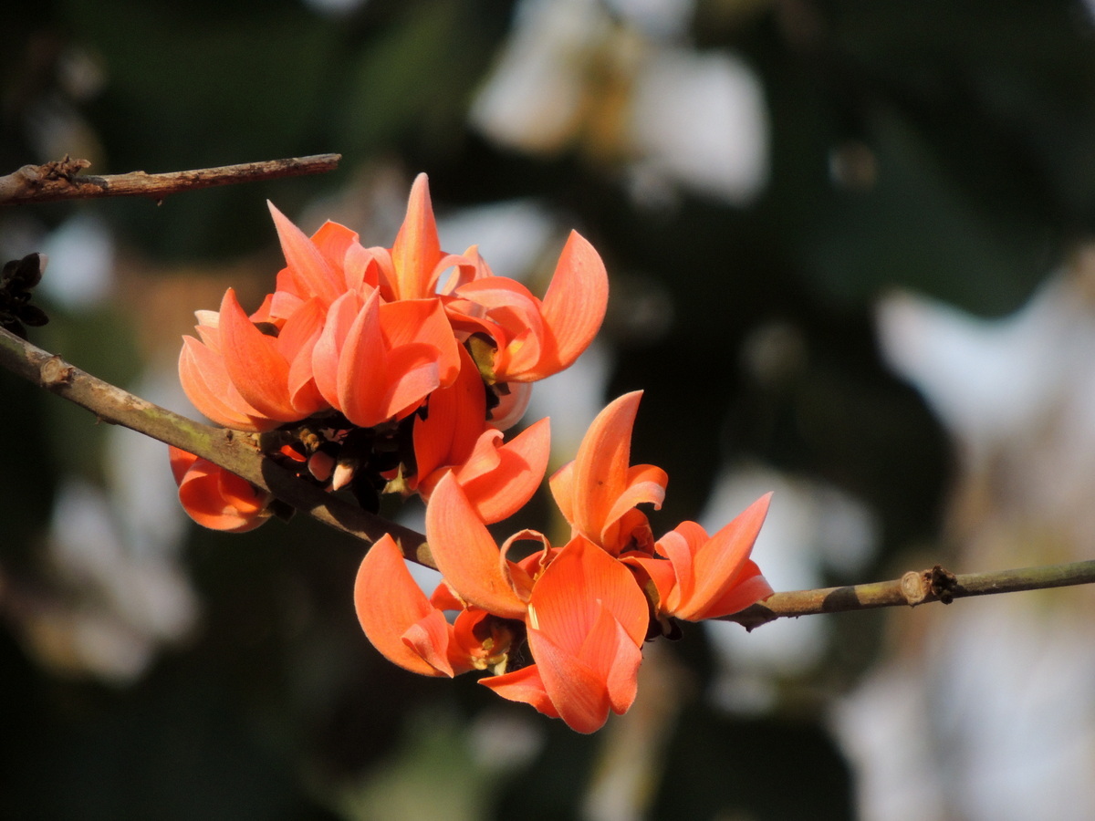 Butea monosperma