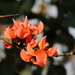 Butea monosperma - Photo (c) Vijay Barve, μερικά δικαιώματα διατηρούνται (CC BY), uploaded by Vijay Barve