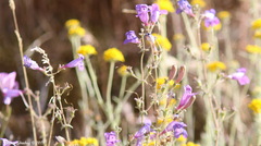Penstemon heterophyllus