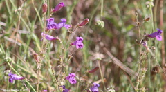 Penstemon heterophyllus