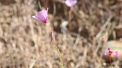 Clarkia cylindrica