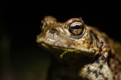 Western Toad photo 4