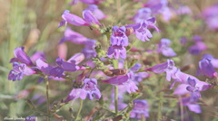 Penstemon heterophyllus