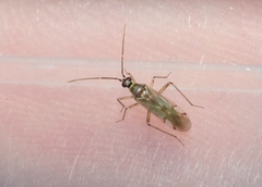 Engytatus modestus