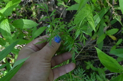 Perideridia americana