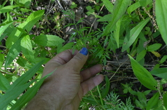 Perideridia americana