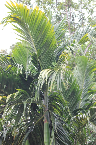 Areca catechu