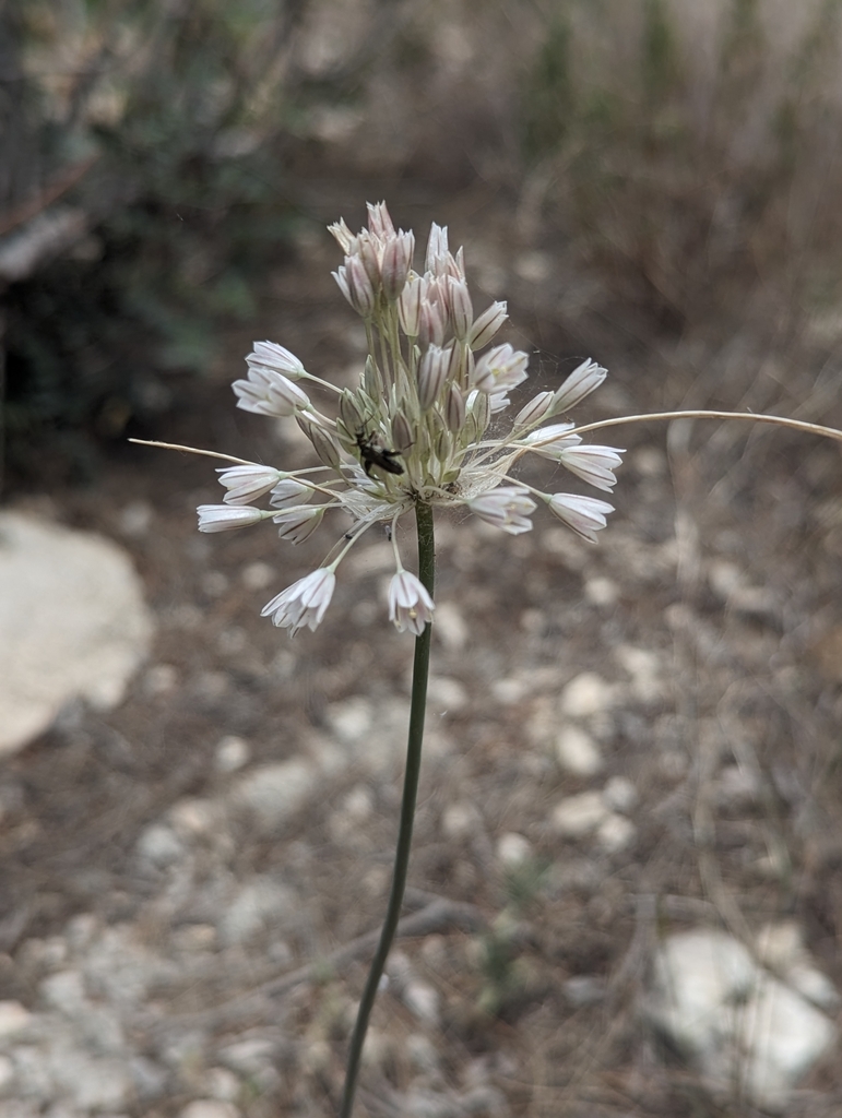 Allium diomedeum