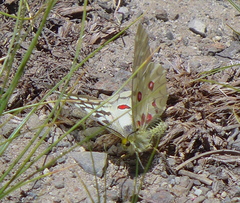 Parnassius clodius