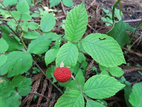 Image of Rubus Hirsutus (Rubus hirsutus) by (c) Marco Mussita, some rights reserved (CC BY)