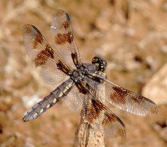 Plathemis