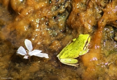 Hyla sarda