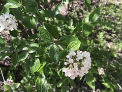 Viburnum × burkwoodii