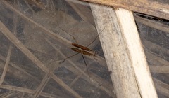 Limnoporus notabilis