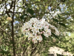 Viburnum × burkwoodii