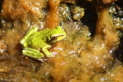 Hyla sarda