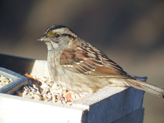 Zonotrichia albicollis image