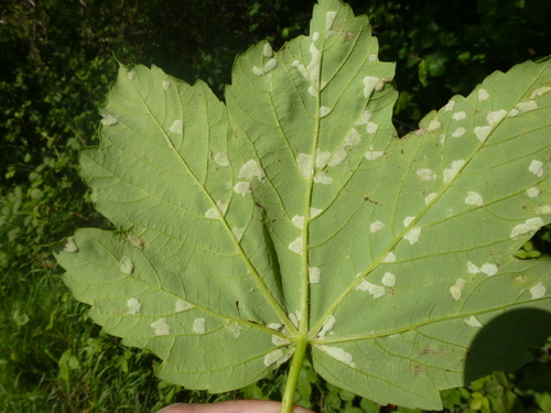 Aceria pseudoplatanea