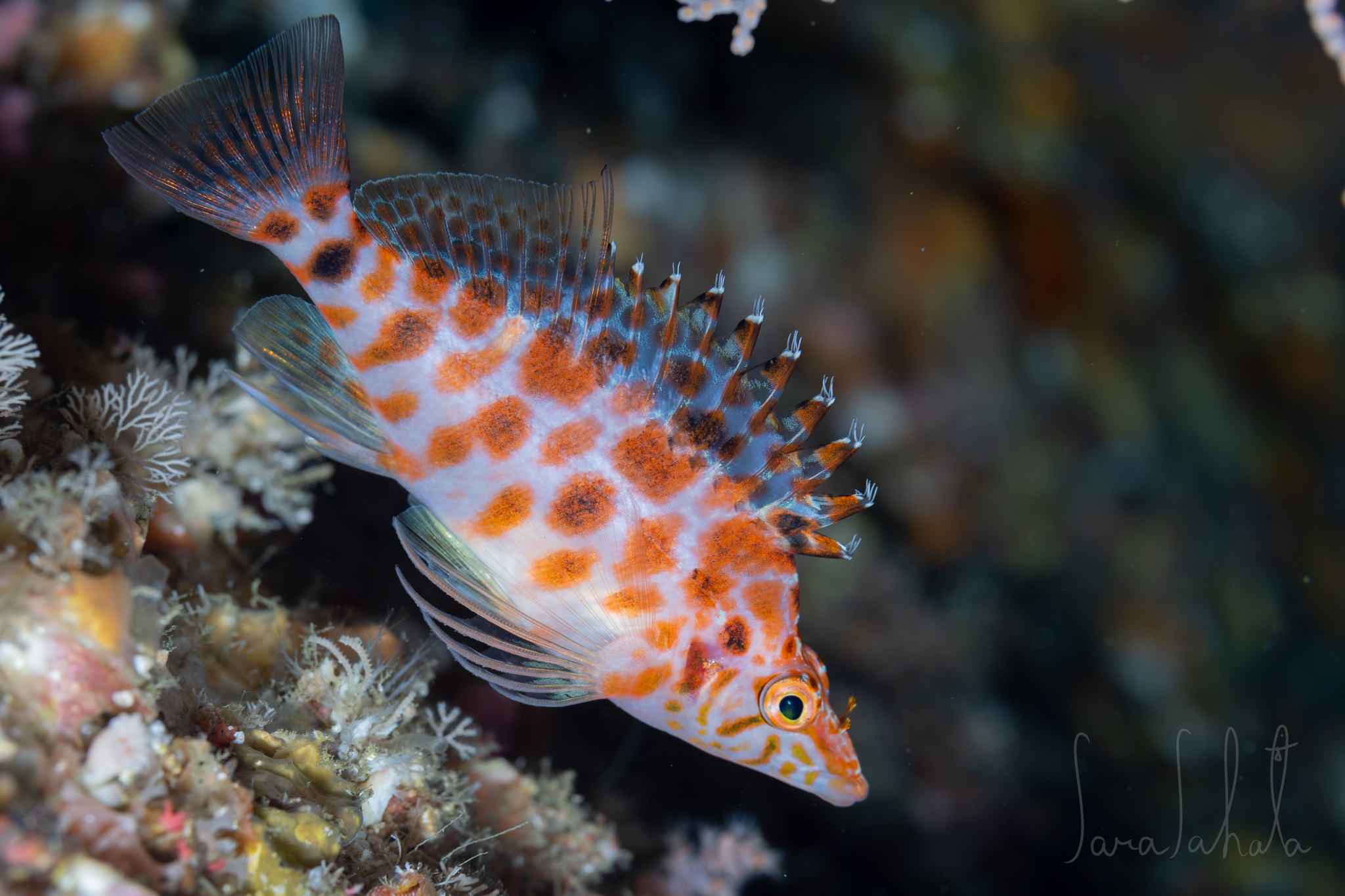Cave Hawkfish photo 2