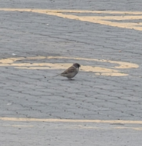 Eurasian Tree Sparrow