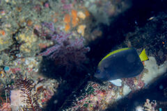 Black Angelfish photo 1