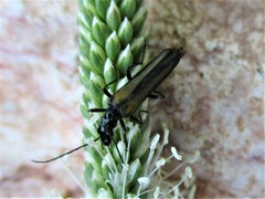 Oedemera pthysica