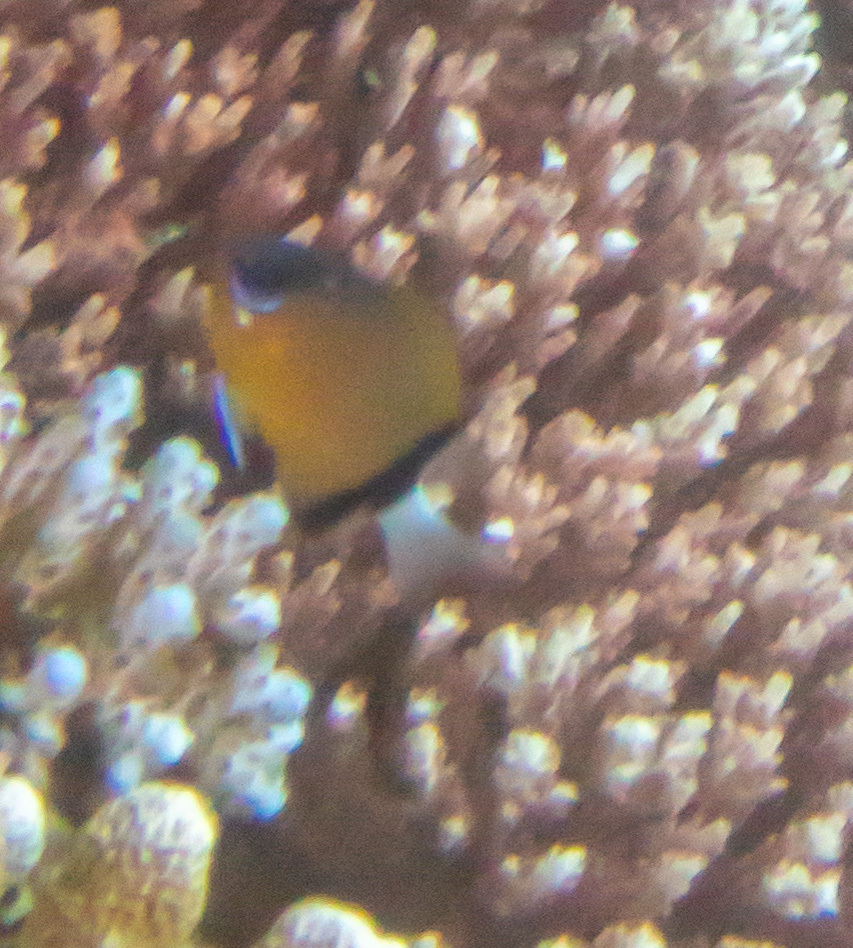 Black-bar Chromis