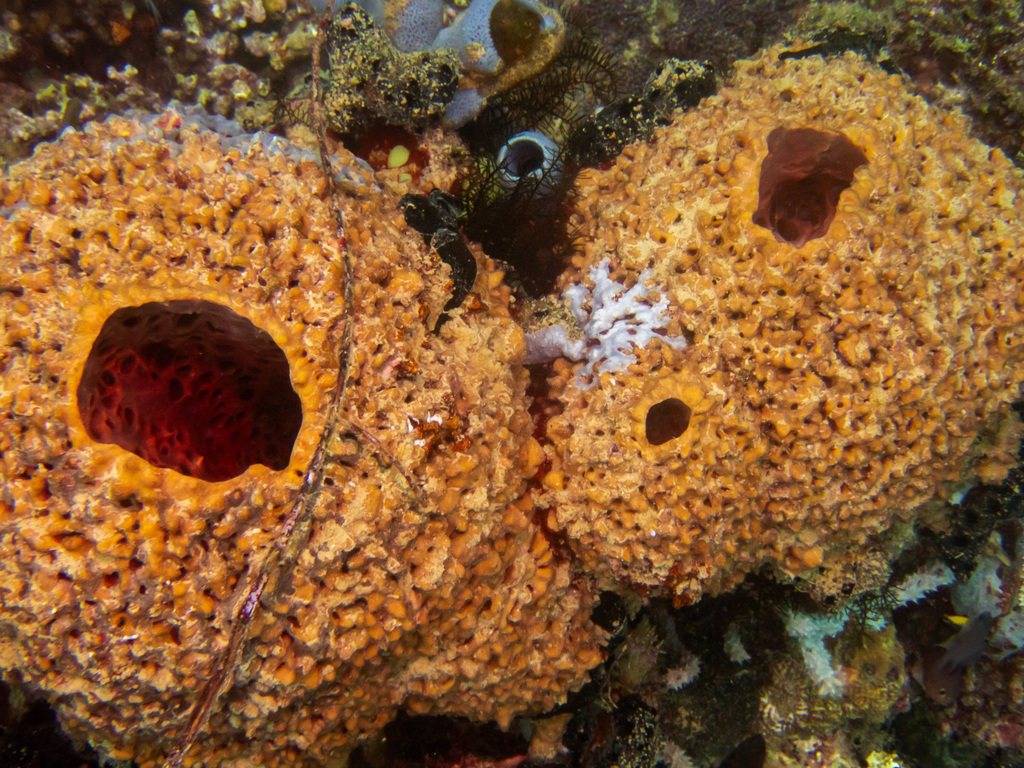 starpore sponge