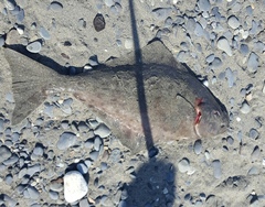 Hippoglossus stenolepis