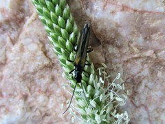 Oedemera pthysica