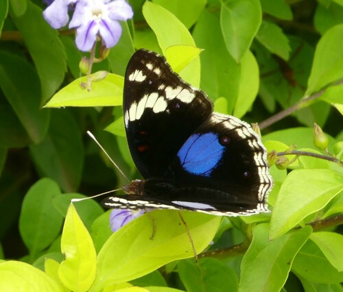 Blue-spot Pansy